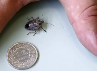 La guêpe samouraï, parade à l’invasion de punaises diaboliques