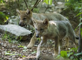 Naissance d’au moins cinq louveteaux dans le Jura vaudois