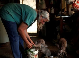 Trois milliards d’animaux tués ou déplacés par les feux australiens